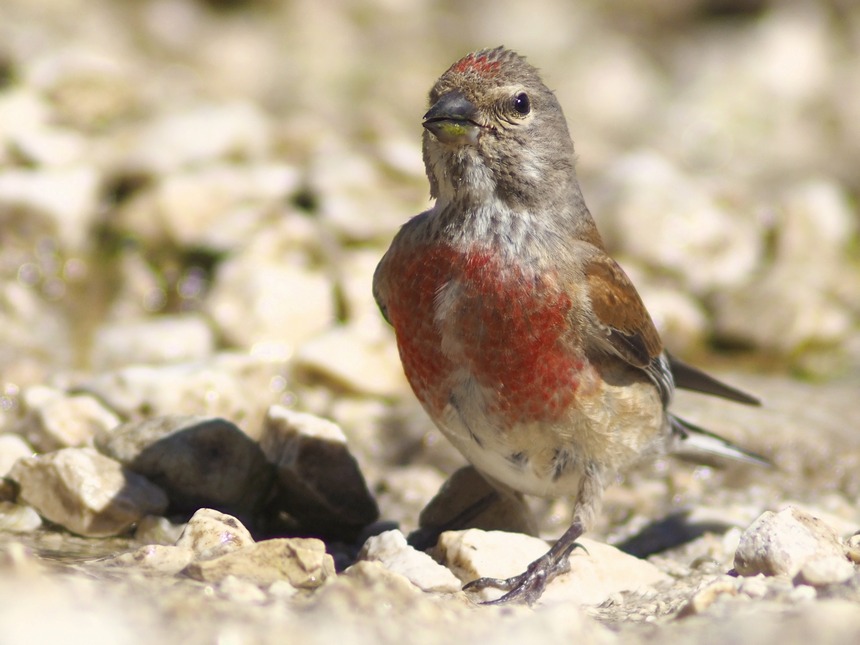 carrellata di Fanelli